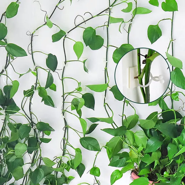 10-30 Darabos Növényi Hegymászó Fali Rögzítő Klipek Ön Adagoló Szőlő Tartó Kerti Falak Ragacsos Horog - Image 5