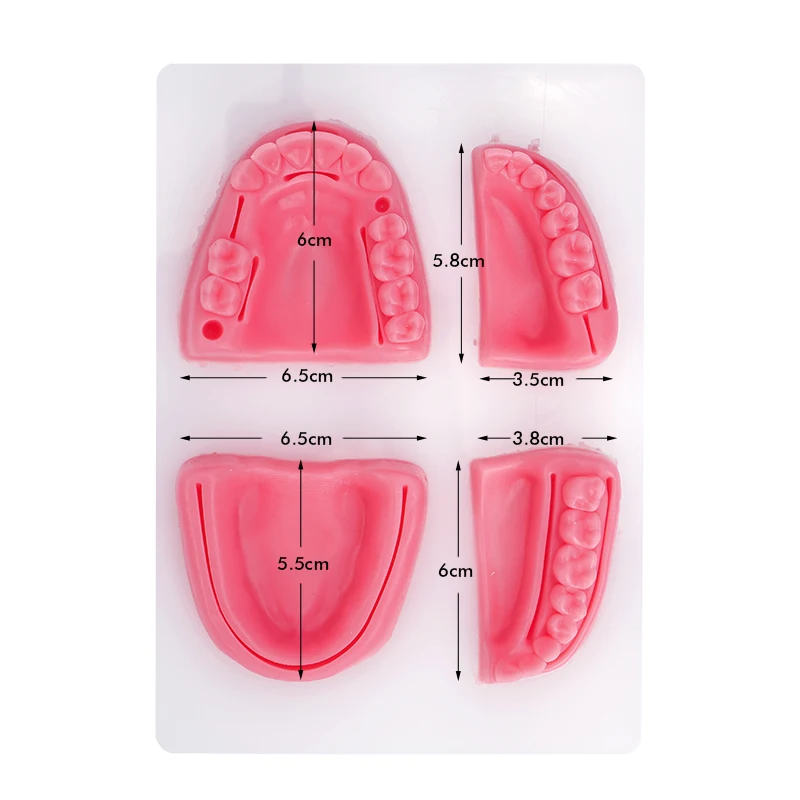 치과 구강/잇몸 봉합 수술 연습용 의료용 피부 봉합 패드 모델 실리콘 치주염 봉합 모델 봉합 연습 키트