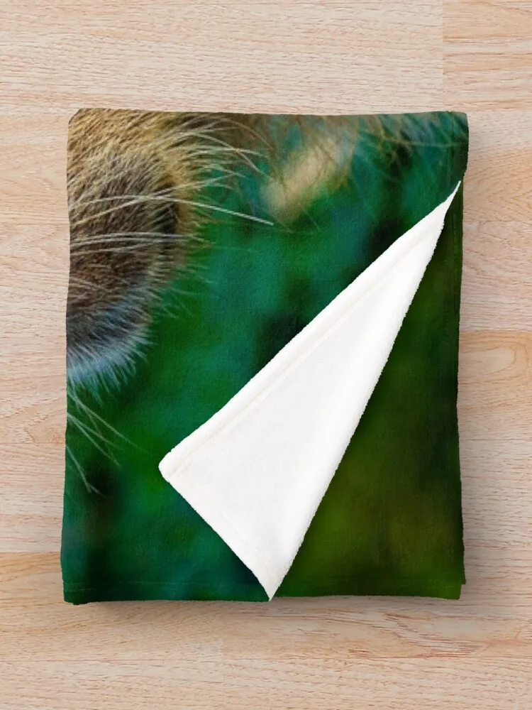 Capybara ���� ���� ������ ���, ���� �ڽ����� �ִϸ��̼�, ���Ÿ� �귣�� ��� ���� ���