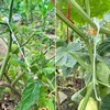 13/16CM Tomato Support J Hooks Plant Support Vegetable Clips To Prevent Tomatoes Fruit Cluster From Pinching or Falling Off 3