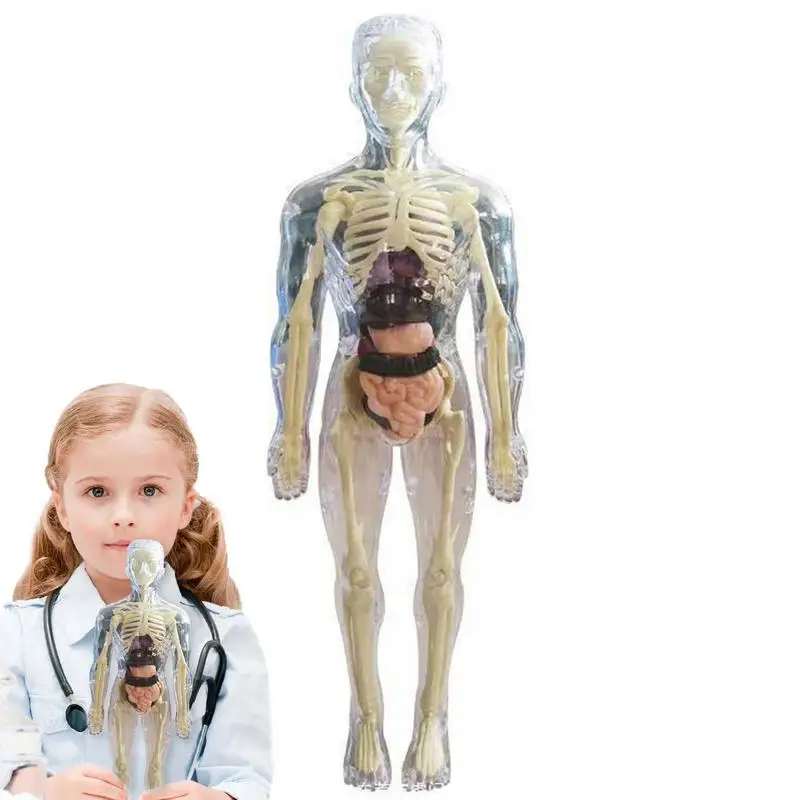 

Модель человеческого тела видимая | 3D модель человеческого тела для детей | Мягкое человеческое тело, Реалистичная анатомическая кукла со съемным органом для возраста 4 + Sc