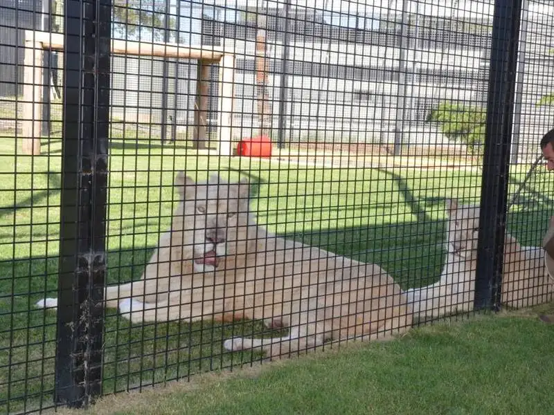 Welded Galvanized PVC Coated Fence Wire Mesh for Chicken Coop Screens 4