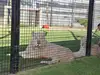 Welded Galvanized PVC Coated Fence Wire Mesh for Chicken Coop Screens 4