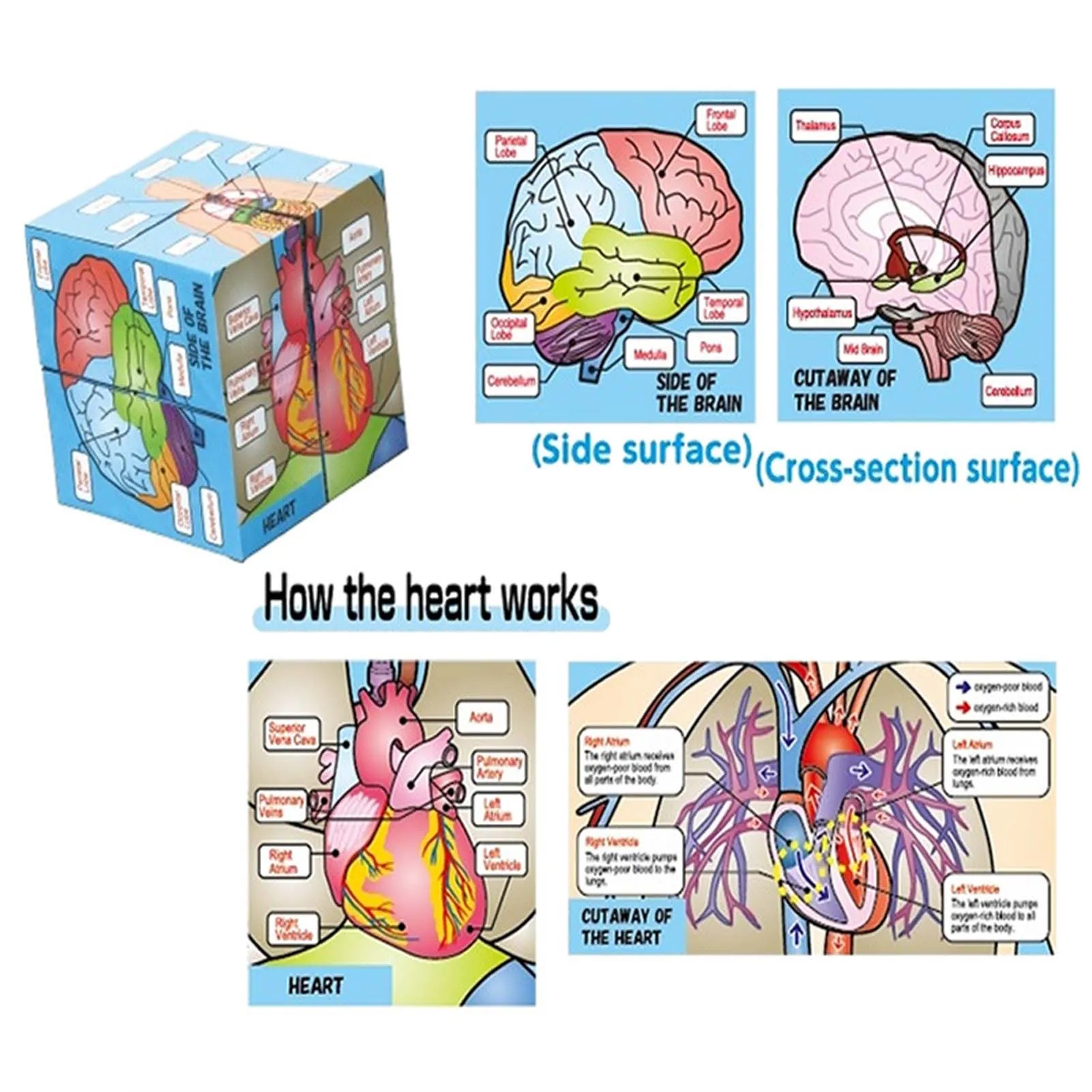 Human Body Organs Cube Book Science Classroom Demonstration Tools Toys Puzzle Human Anatomy Display For Kids Ages 6+ 2