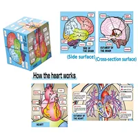 Human Body Organs Cube Book Science Classroom Demonstration Tools Toys Puzzle Human Anatomy Display For Kids Ages 6+ 2