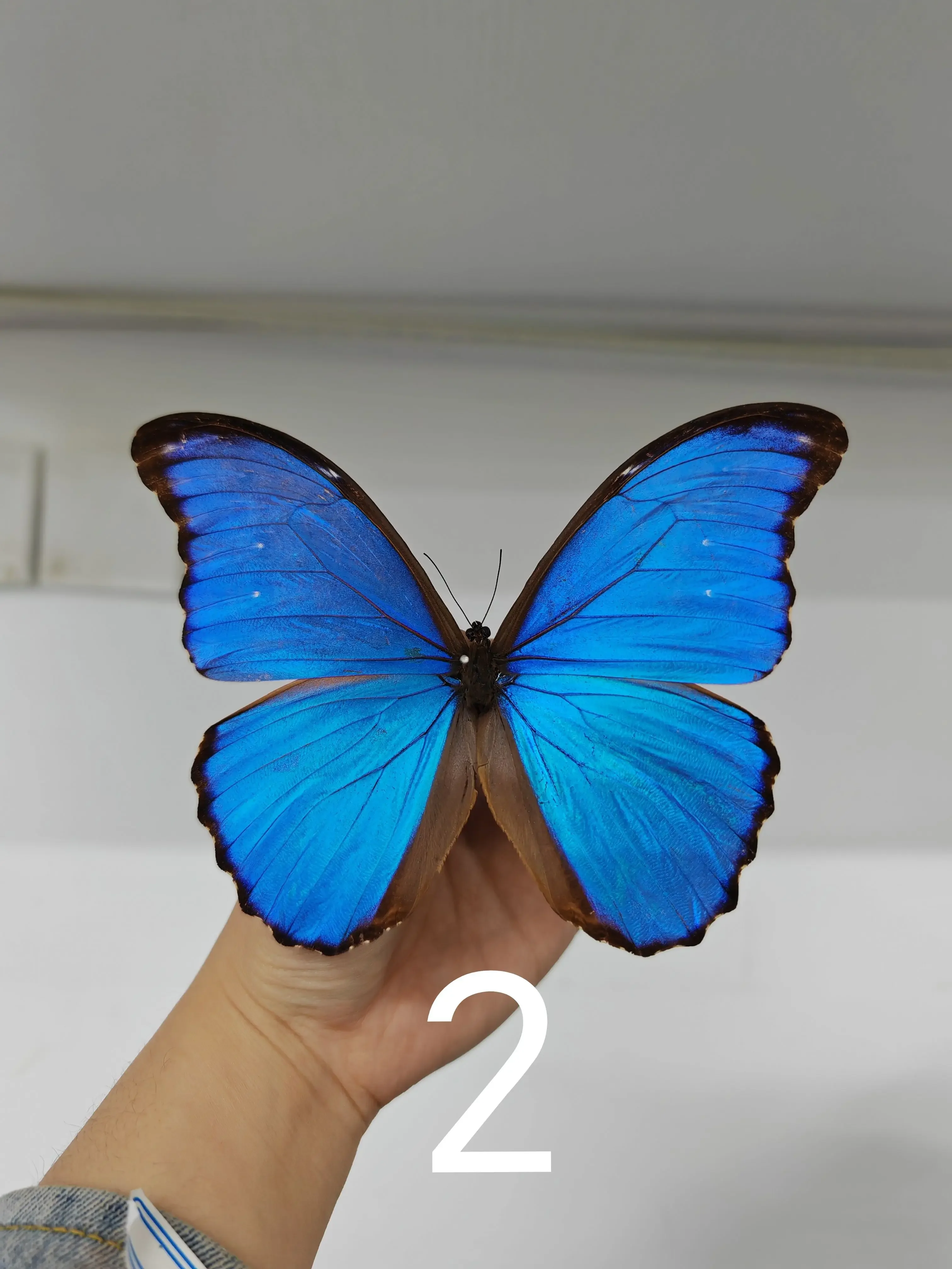 Real Butterfly Specimen Morpho Menelaus Big Blue Flash Butterfly Photo Frame Decorative Painting Ornament Birthday Gift Christma 4