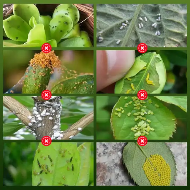 40 G Palackozott Növényi Virág Rovarriasztó Bór Műtrágya Univerzális Profi Élelmiszer -Termesztési Otthon - Image 5