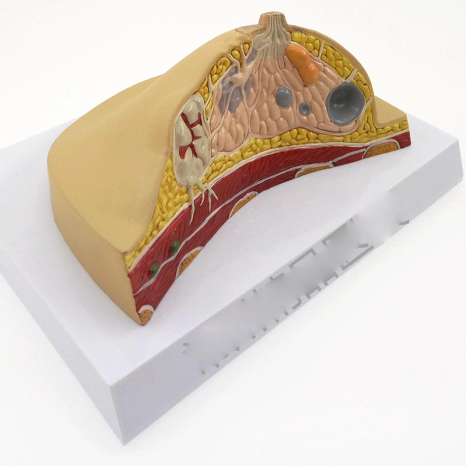 PVC Anatomical Human Pathological Breast Model Medical Disease & Cancer