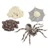 4 Pieces Life Cycle of A Spider, Animal Growth Cycle Includes Egg, Larva, 1