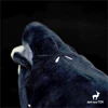 Bowhead Whale High Fidelity Anime Cute Plushie Humpback Right Whale Plush Toys Lifelike Animals Simulation Stuffed Doll Kawai 4
