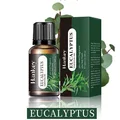 Eucalyptus