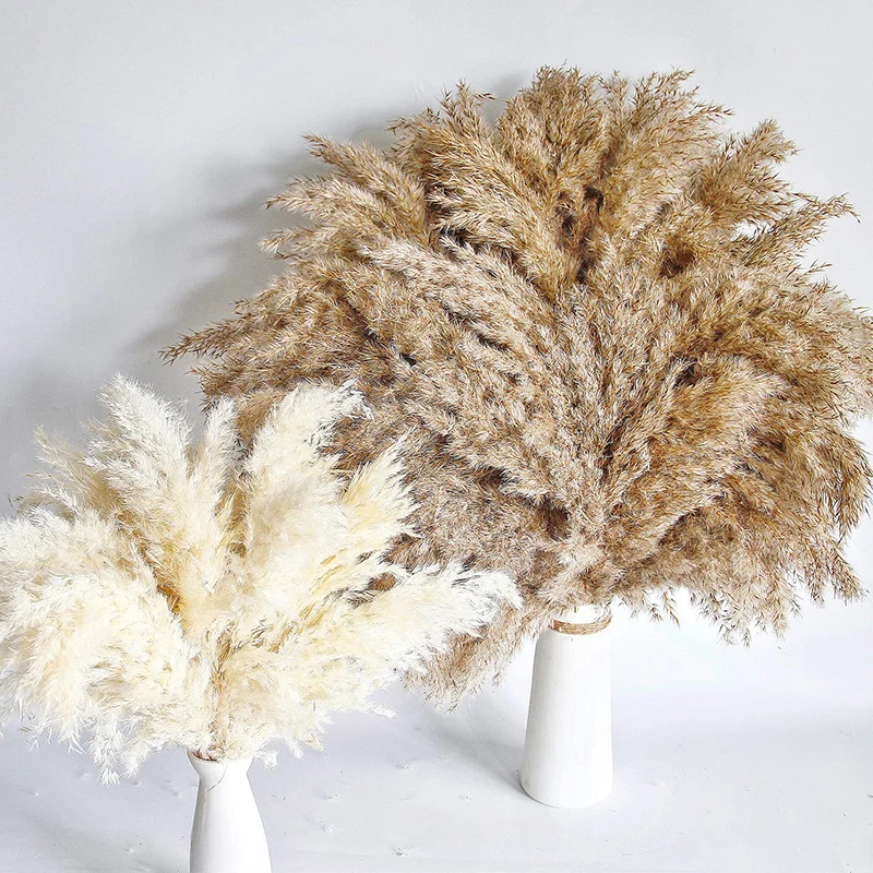 

Small Pampas Grass Natural Dried Plants Dried Reeds Bunch DIY Craft Wedding Bouquet Photography Props Home Decoration Supplies