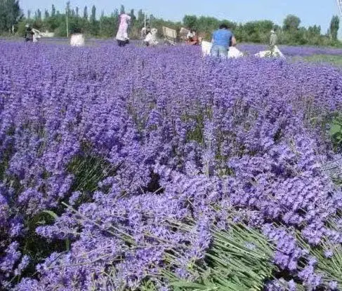 Lavender Sachets (25 Pack) -French Lavender Sachets Closets Fresh Scents, Set of 25, Lavendar Home Fragrance
