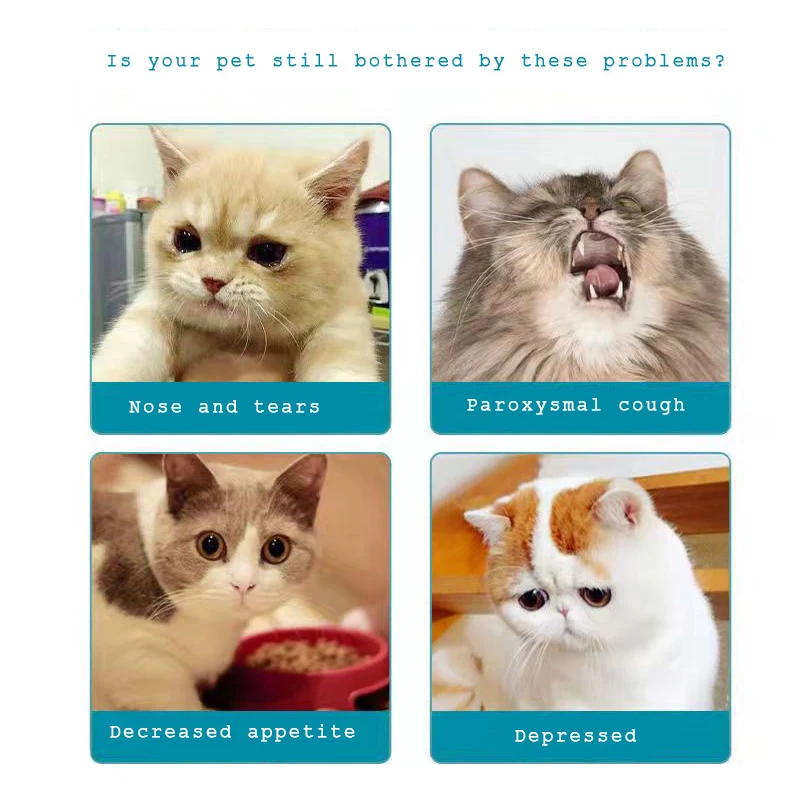 Cat Sneezing Common Cat Cold Reverse Sneezing In Cats: What Causes