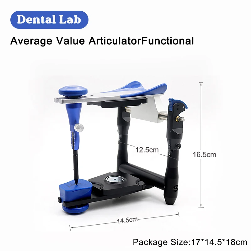 DentalArtexBNModelFunctionalArticulatorTeethModelAccurateScale