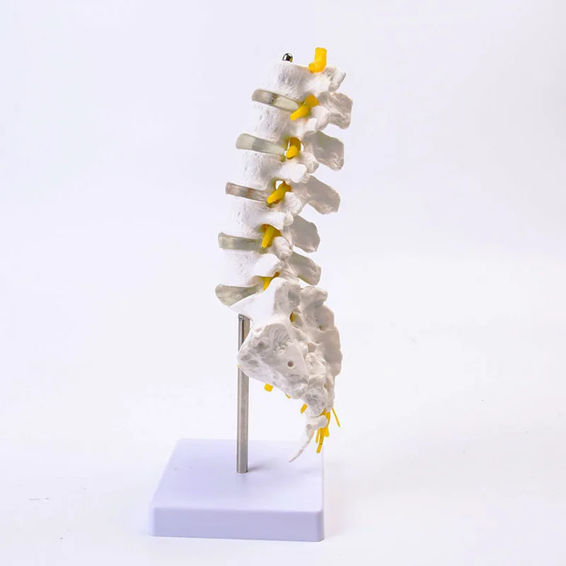 Anatomical Models Human Lumbar Spine Model Anatomy Model Medical Spine Statues Medical Science Teaching Resources