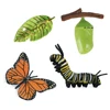 Animal Life Cycle Children Toys Simulation Plant Model Montessori Teaching Aids Animal Growth Cycle Model Set Cognitive Toy 2