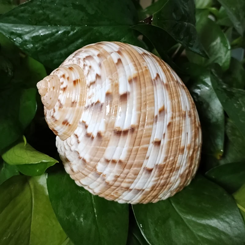 Conch Shell Decoration 9-10CM Tonna Dolium Shell Big Partridge Tun Seashell for Collection Wedding Decorations Fish Tank DIY Party and Table Decor