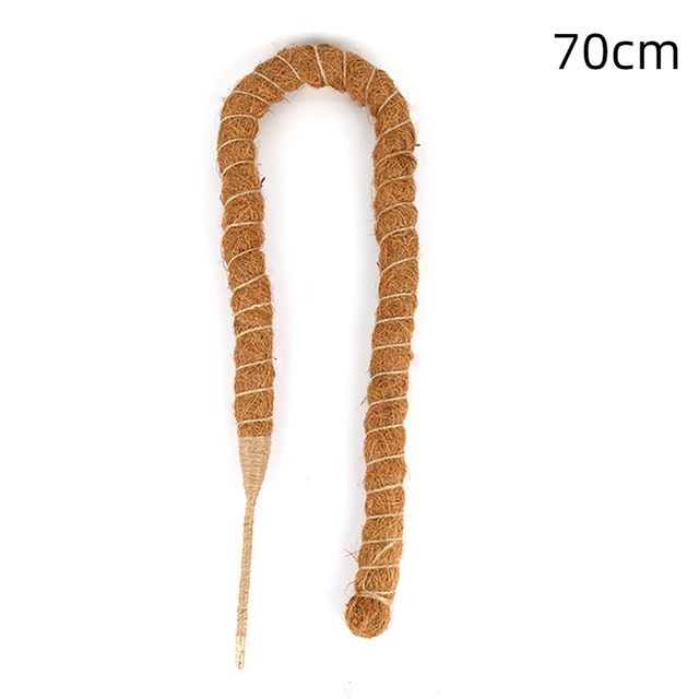 70cm