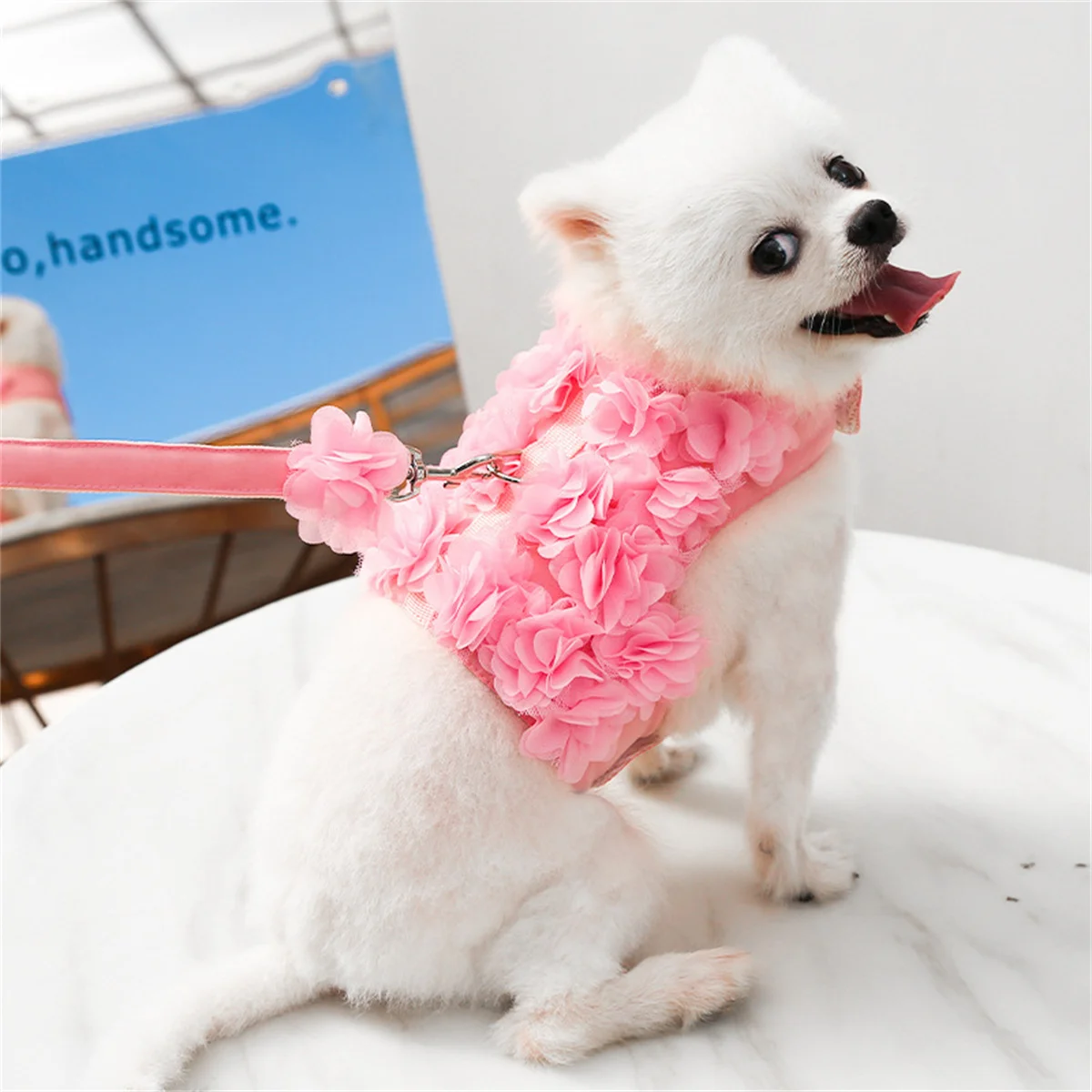 Girl dog harness best sale