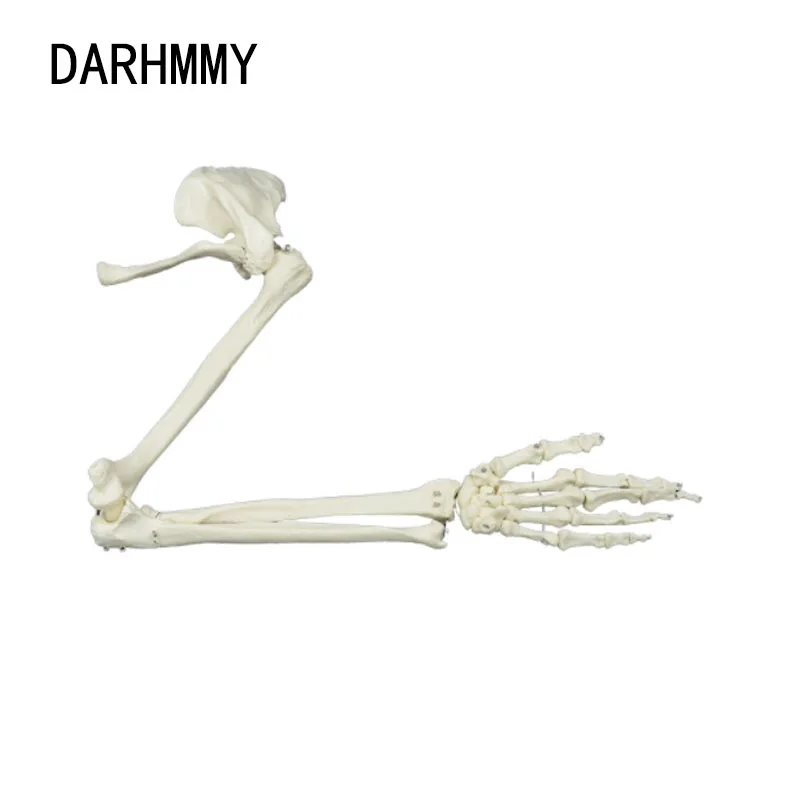 DARHMMY 1:1 상지 뼈 모델, 손 견갑골, 유연한 골격 모델, 의료 교육 도구, 성인 팔 뼈 해부학
