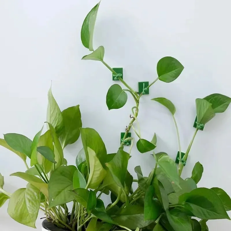 Plant Climbing Wall Self-Adhesive Fixed Buckle Hook Fastener Tied Fixture Vine Buckle Hook Garden Plant Wall Climbing Vine Clips 4