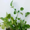 Plant Climbing Wall Self-Adhesive Fixed Buckle Hook Fastener Tied Fixture Vine Buckle Hook Garden Plant Wall Climbing Vine Clips 4