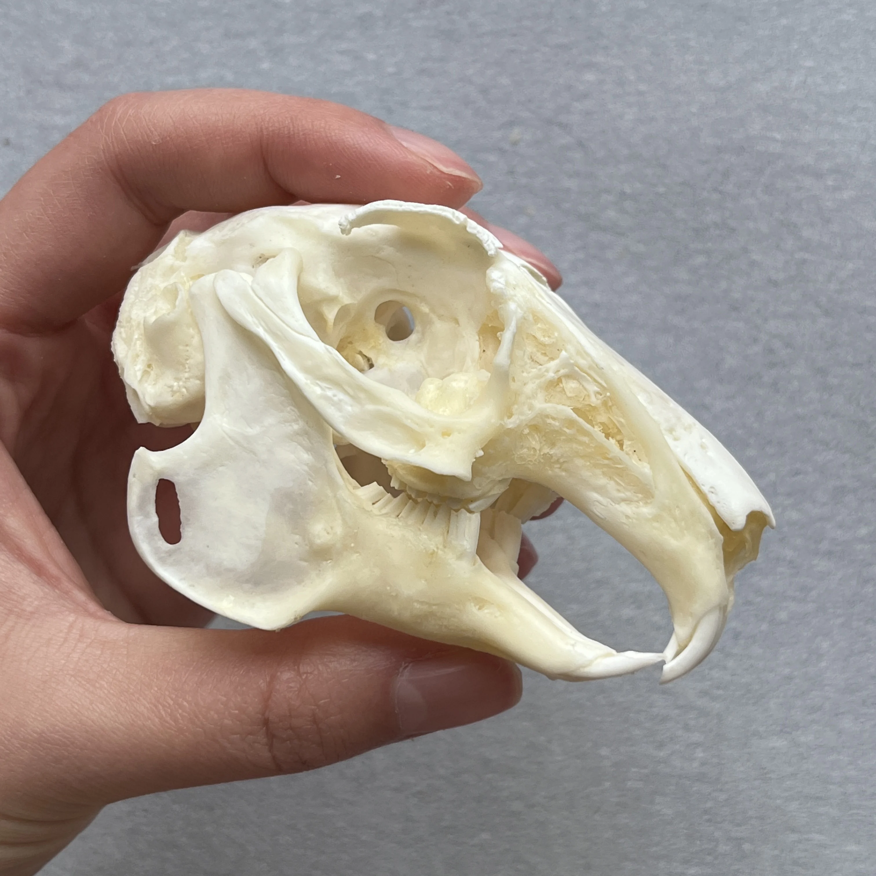 印刷された私の本物の骨のウサギの頭蓋骨、工芸品のための骨、家