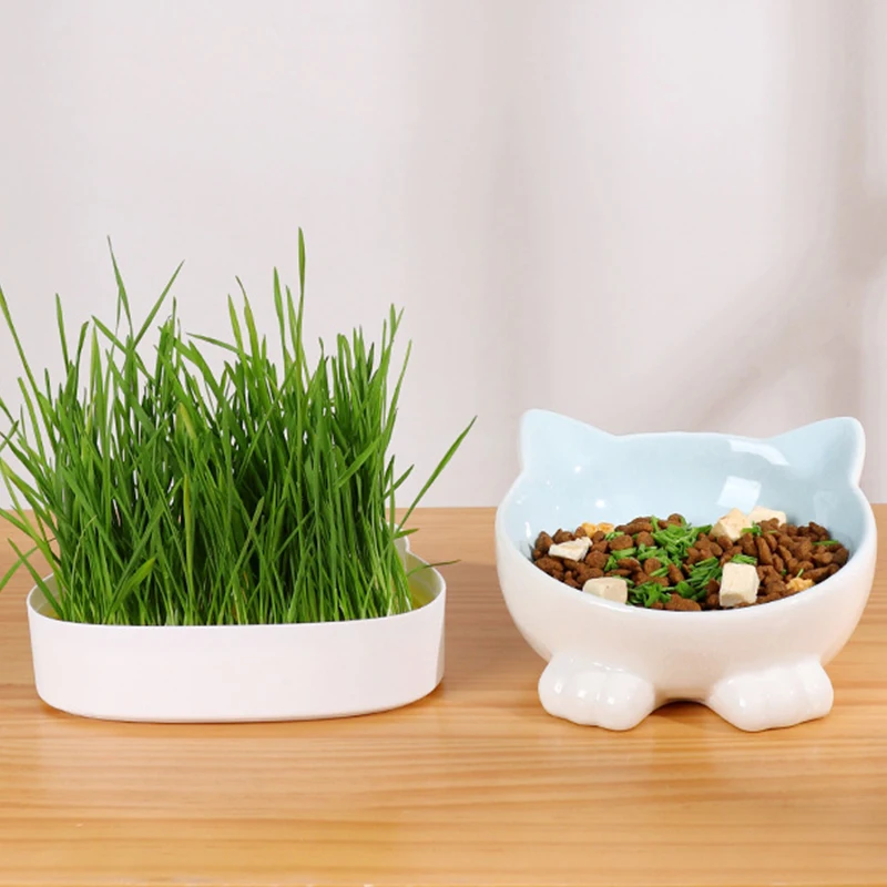 Boîte de culture hydroponique pour plantes, pot de pépinière pour chat,  plat de démarrage pour la germination, serre - AliExpress