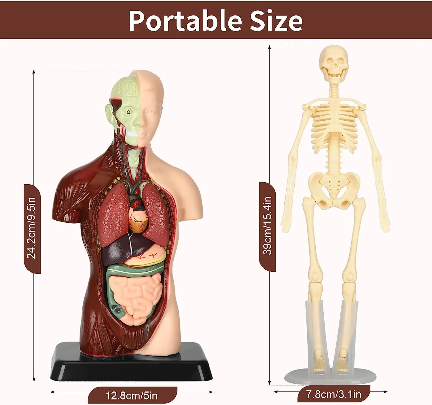 3D Human Body Model Torso Model Educational Assembly Learning DIY Toys Human Anatomy Organ Teaching Tools Early Learning Toys 6