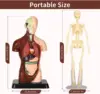 3D Human Body Model Torso Model Educational Assembly Learning DIY Toys Human Anatomy Organ Teaching Tools Early Learning Toys 6