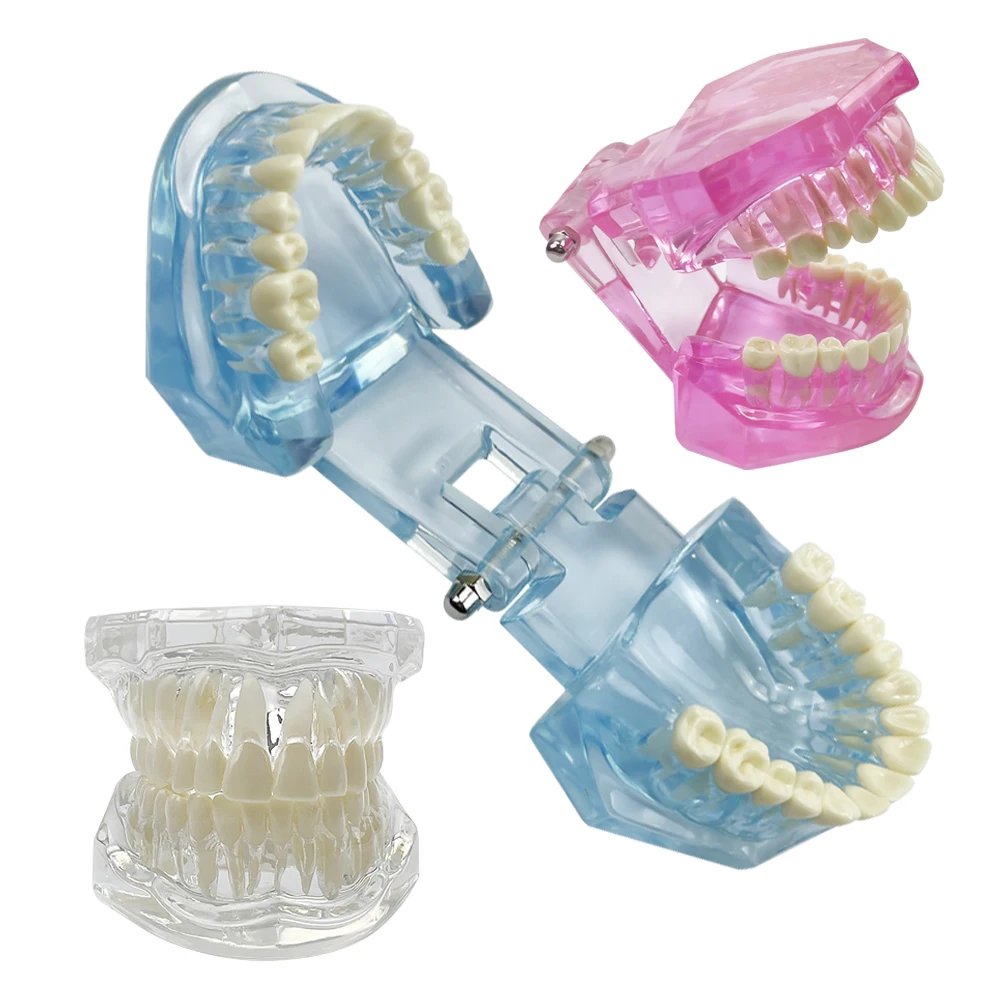 1개 일반 치과 모형 치아 치과 교육 모형 투명 블루 핑크 치과 교육 및 훈련 시연용