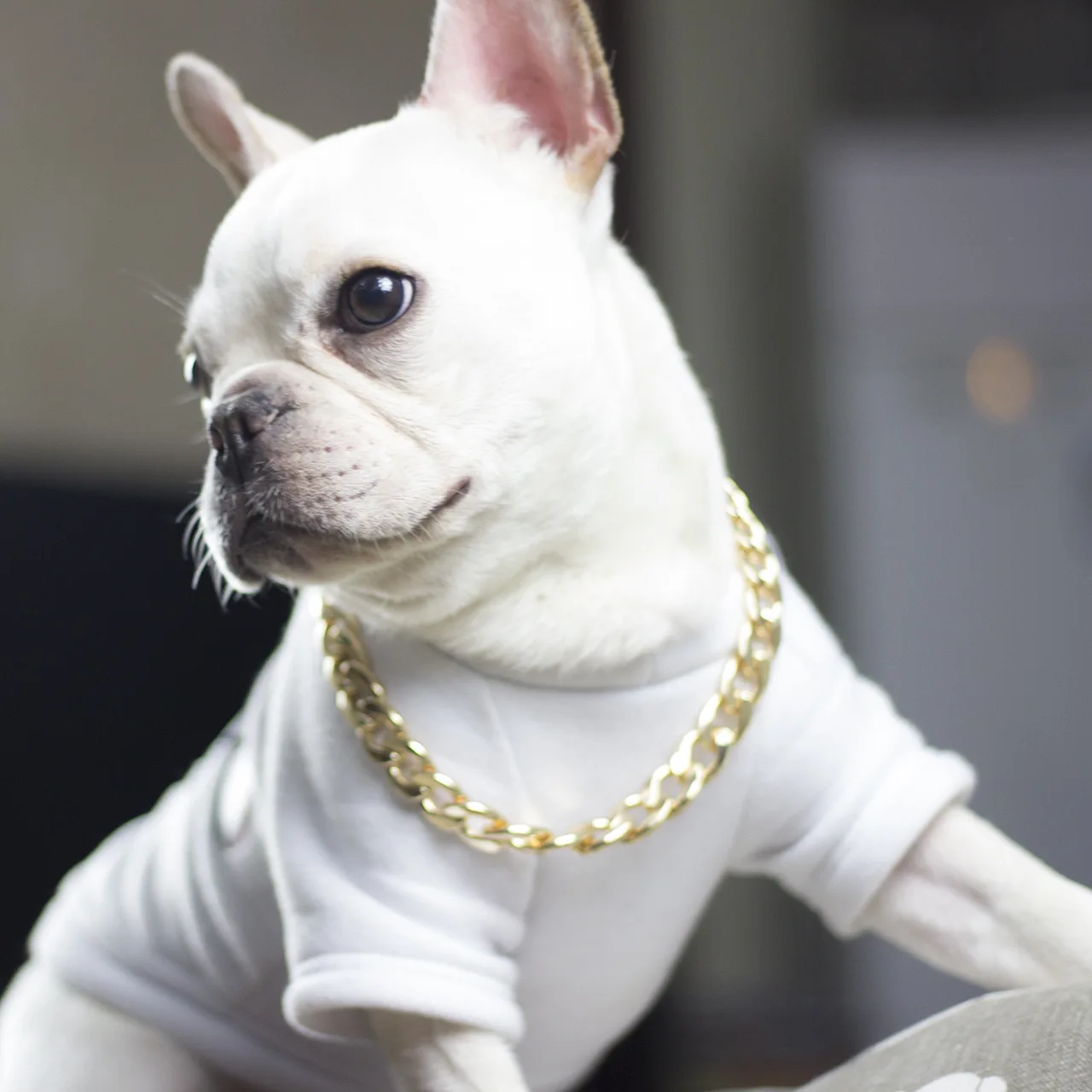 37cm Dog Gold Chain Acrylic Chain Buckle Teddy Pug Pug Small and Medium Dog Collar Pet Necklace Jewelry dog collar pet collar pet necklace