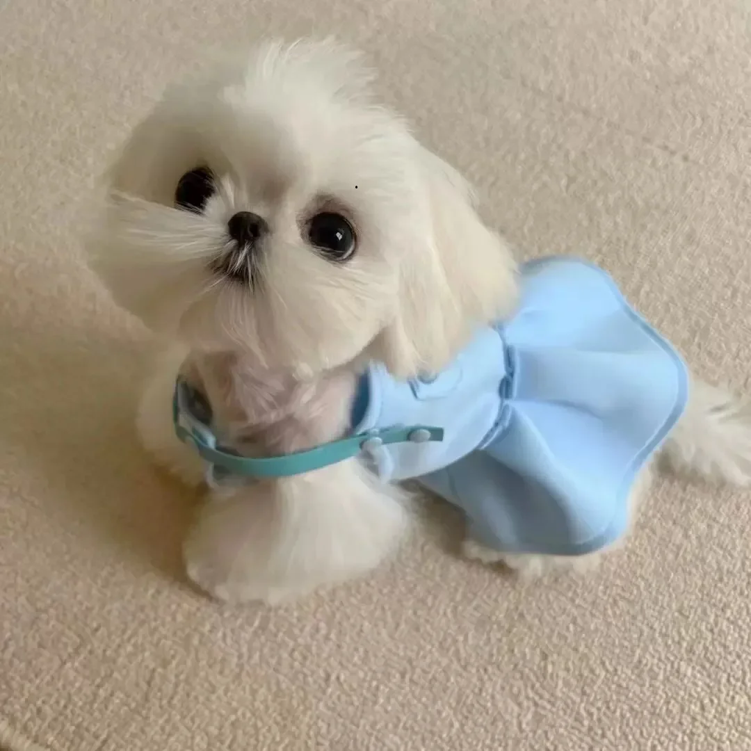 210008-72f0f7.jpg Robe de Princesse Pawda Luxe pour Chiens - 2025 - Doglovedesign : Vêtement et accessoires pour chiens