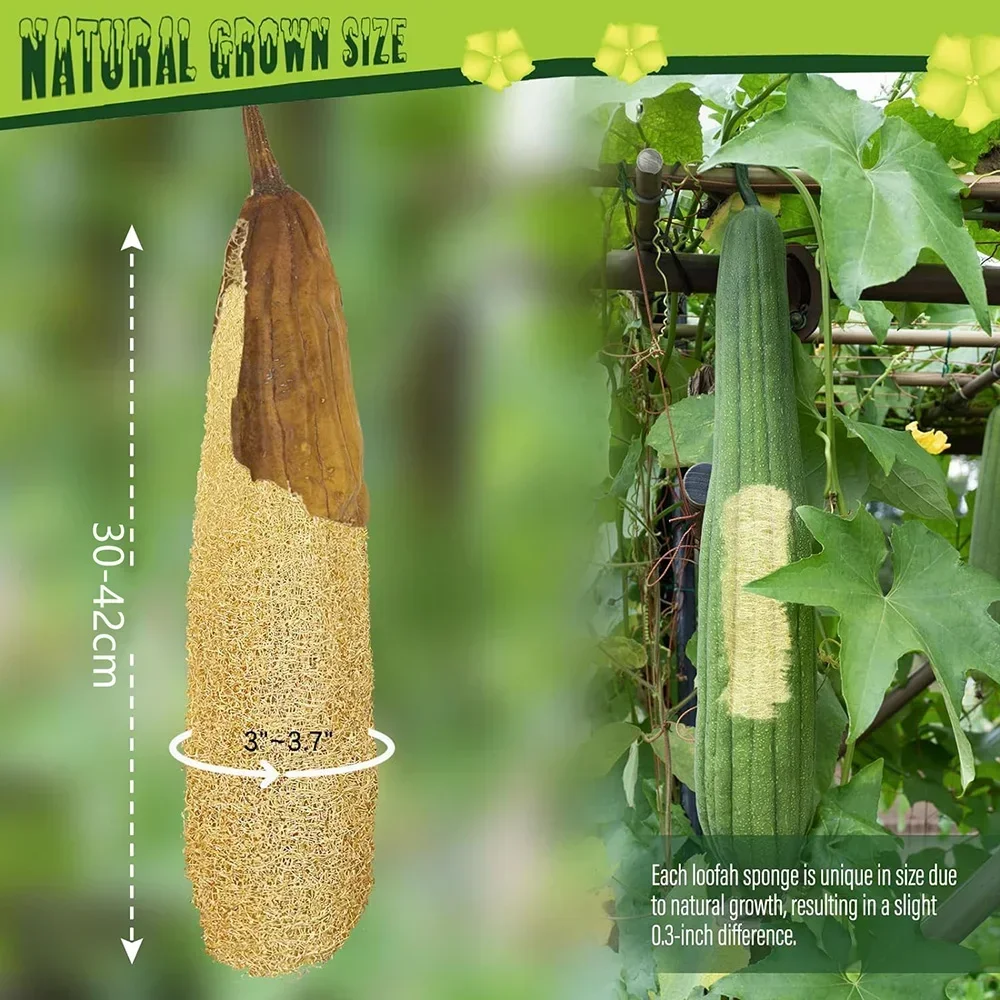 One Whole Shower Loofah About 30-40cm 100% Natural SPA Beauty Bath Sponge Body Scrubber puff Exfoliating Lofa Loofa Luffa Loffa 2