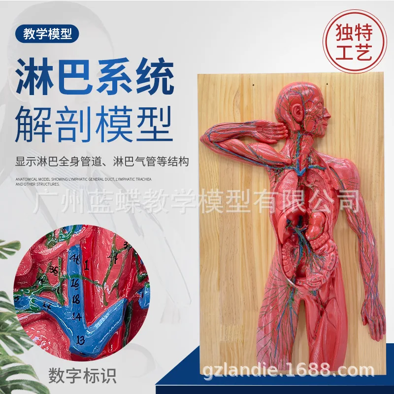 

Anatomical Model Of Medical Human Lymphatic System Immune System Thoracic Surgery Heart Digestive Organs Demonstration Teaching