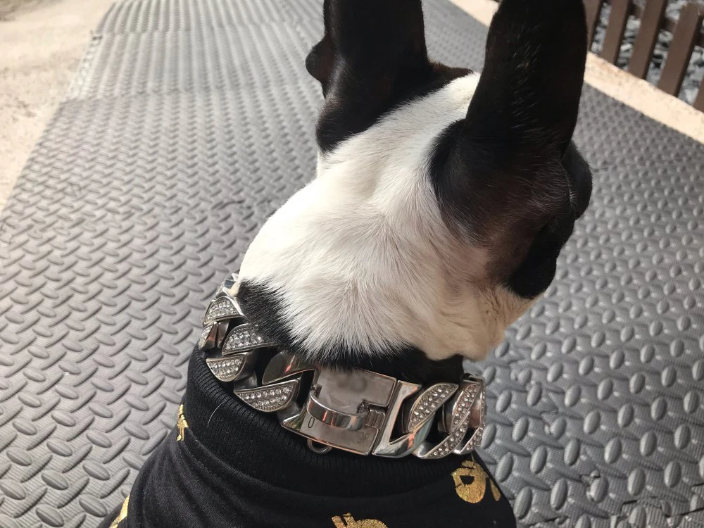 Stainless Steel Rhinestone Dog Collar Chain - PeticaDeals
