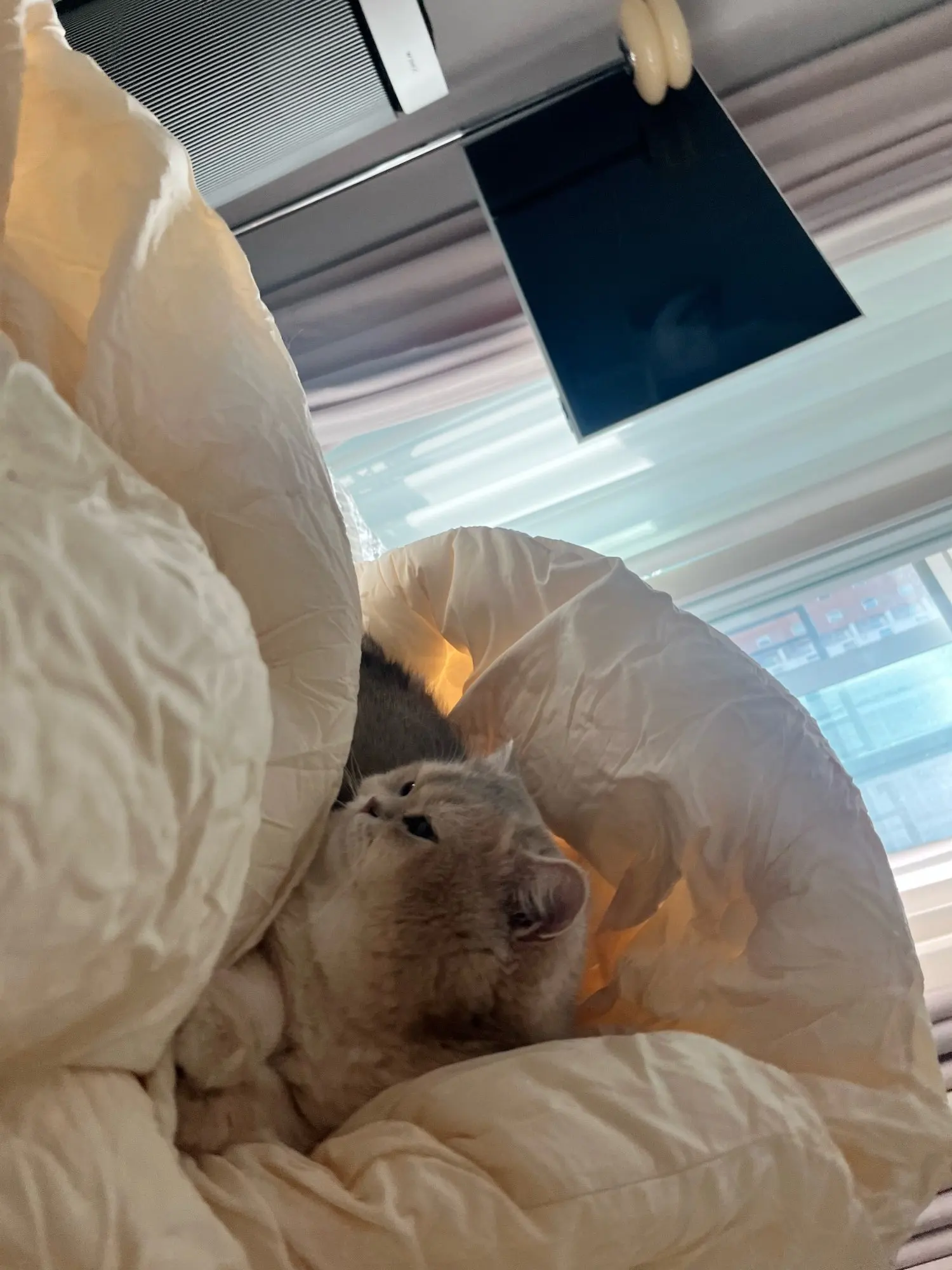 PawPulse™ Smart Motion Ball Deleted