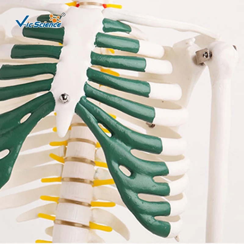 85cm Medical Science Teaching Human Plastic Skeleton Model with Spinal Nerves