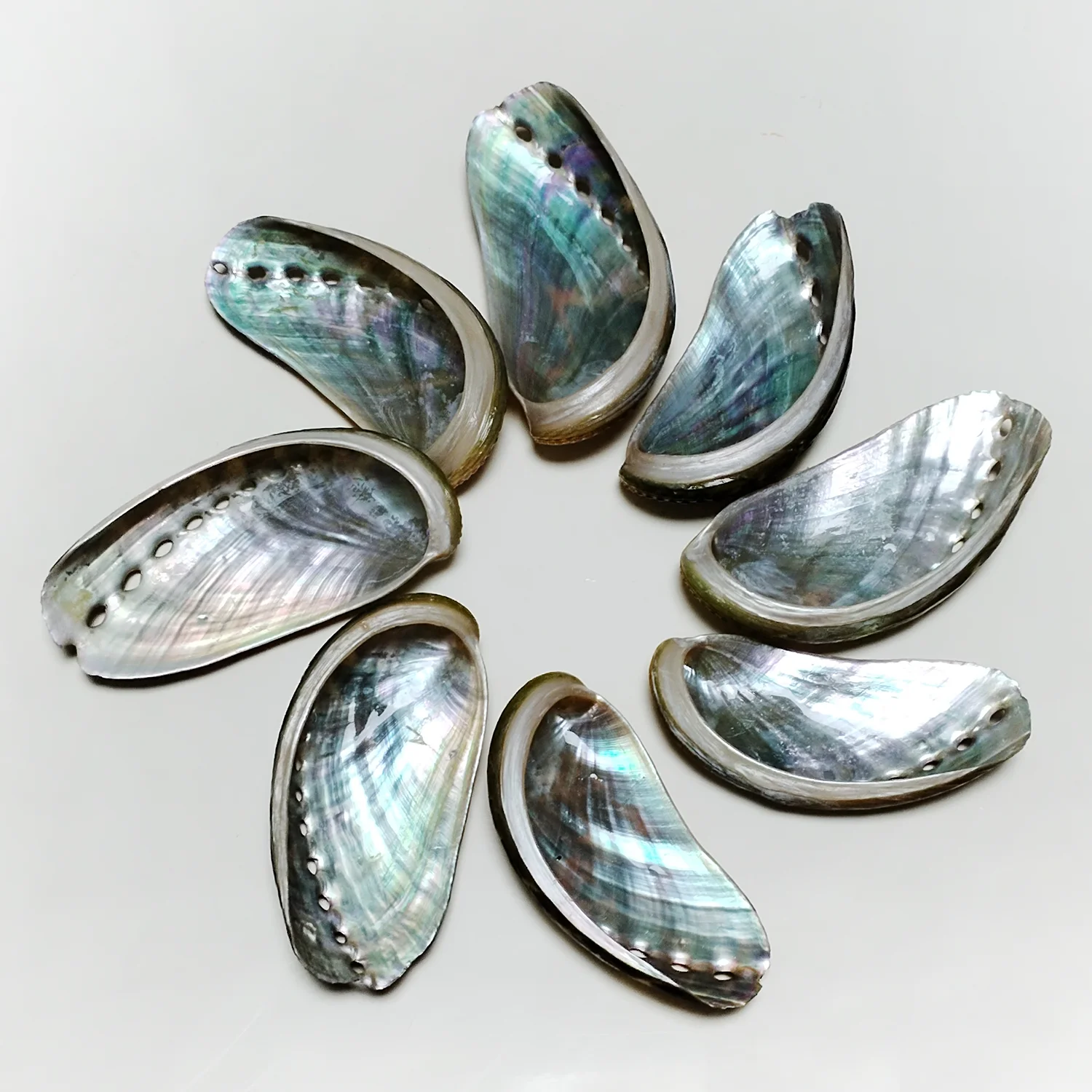8 PCS Donkey Ear Abalone Shells Natural Haliotins Asinine Seashell DIY Crafts Arts and Home Decor (2 inches-4 inches) natural shell ornaments