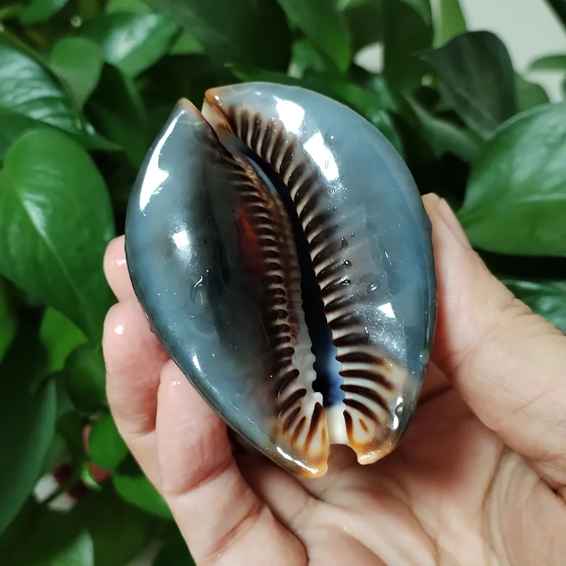 Large Cowrie Shells for Wedding Decor, Jewelry, Gifts.