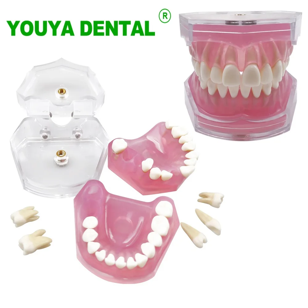 

Dental Teaching Model With Removable Teeth Standard Typodont Jaw Model Soft Gum Dentistry Education Study Demonstration Models