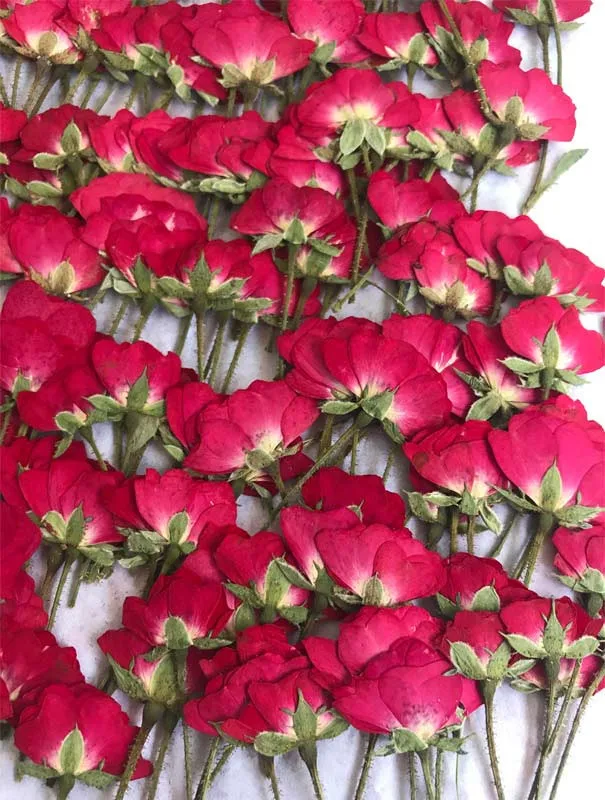 

Chinese Rose On Stems Dried Pressed Flowers True Plants For DIY Bracelet Ornaments