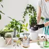Avocado Tree Starter Vase Avocado Tree Growing Kit 3 Pieces Wooden Base Starter Vase Glass Propagation Plant Pot Sprout Growing 1