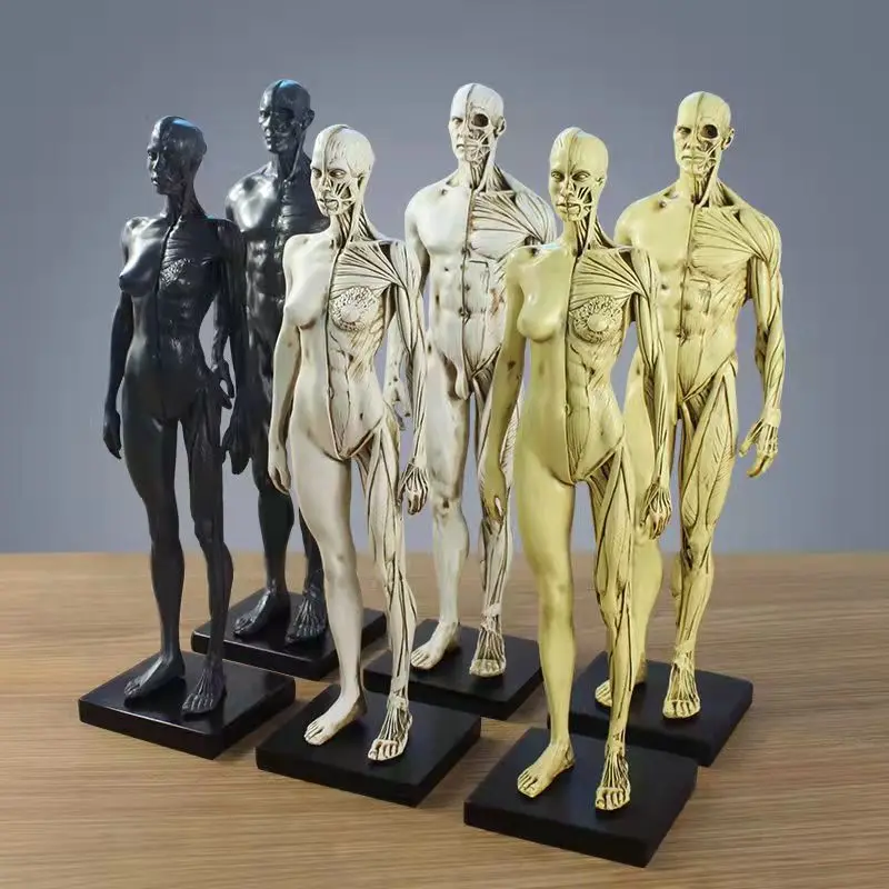 

30cm Resin Medical Human Anatomy Muscle Skeleton Anatomical Structural Model Painting CG Reference Teaching Model