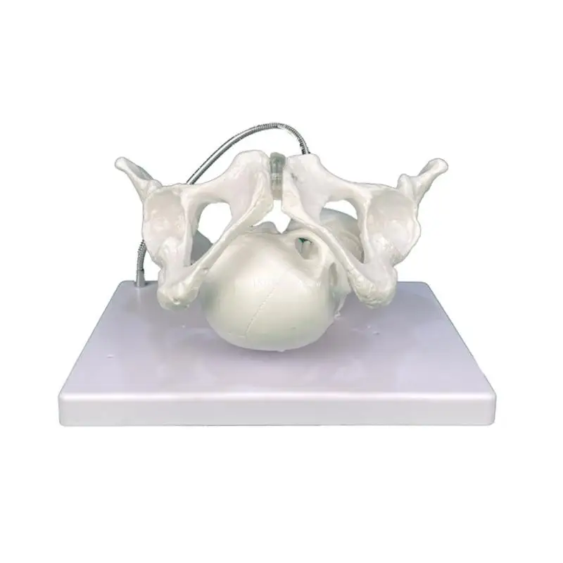 

Midwifery Teaching Models Female Pelvis Structure Model Teaching Aids for School Dropship