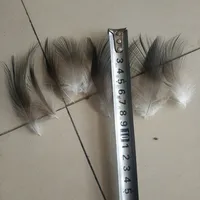 50 PCS Rare Natural Heron Feather 2-3 inches / 5-8 cm 5