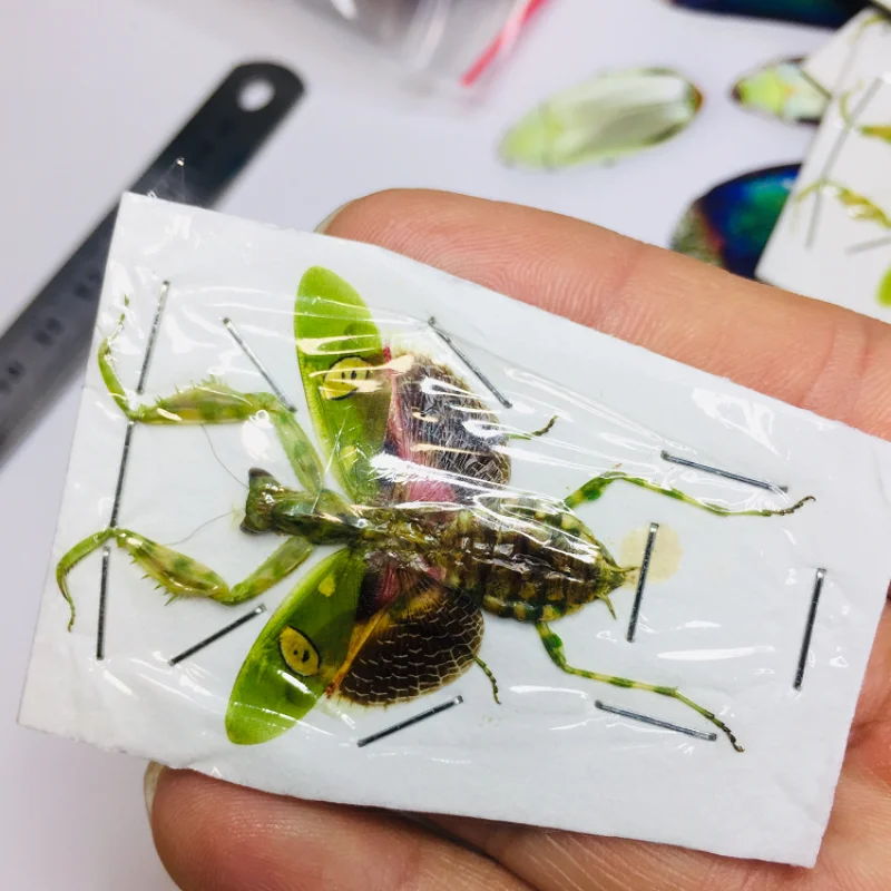 Creobroter Gemmatus Real Insect Specimen Mantis Beetle Collection DIY Crafts Home Decoration Home Decoration Accessories 4