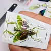 Creobroter Gemmatus Real Insect Specimen Mantis Beetle Collection DIY Crafts Home Decoration Home Decoration Accessories 4
