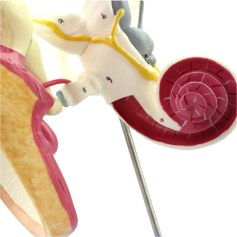 Human inner ear lost auditory small bone tympanic membrane Cochlea model, ENT doctor-patient communication teaching aids